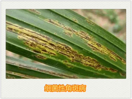 槟榔细菌性条斑病照片图片