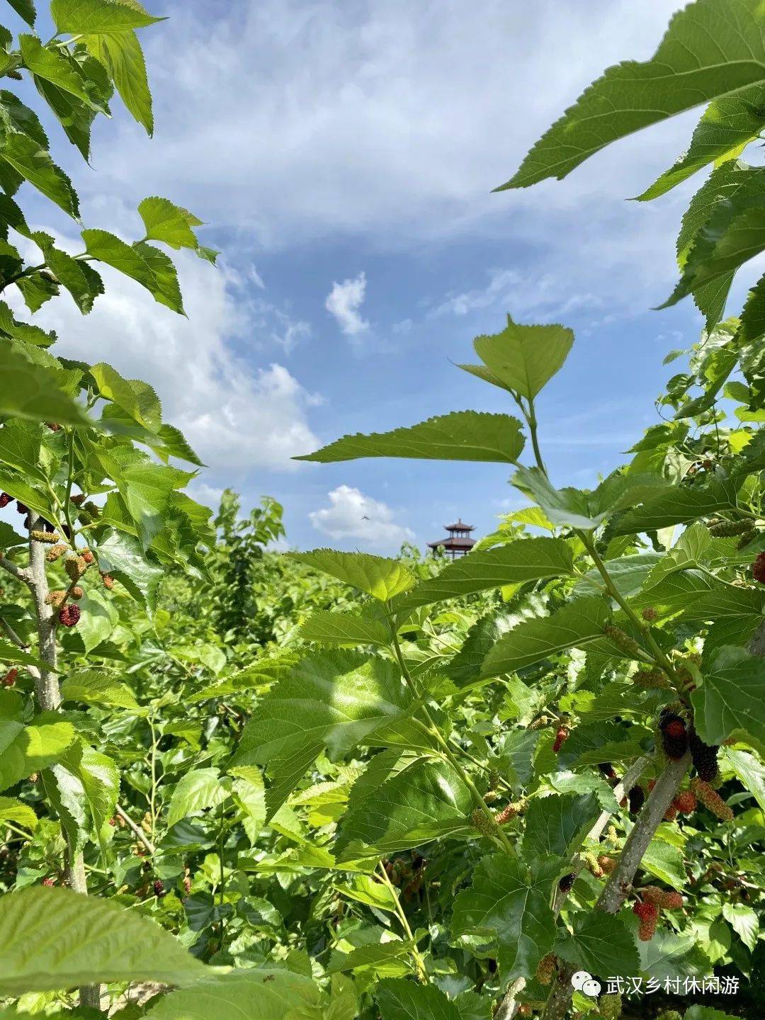 实探黄陂桑葚采摘一条街这四家承包你的假期快乐