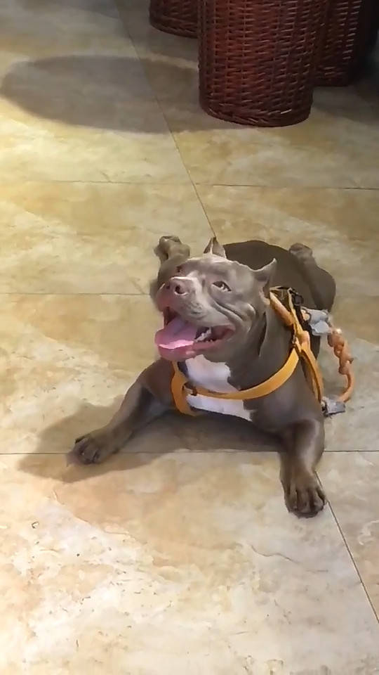 狗狗闷闷不乐趴在地上,主人拿出大骨头,大嘴一咧逗乐众人_表情_样子