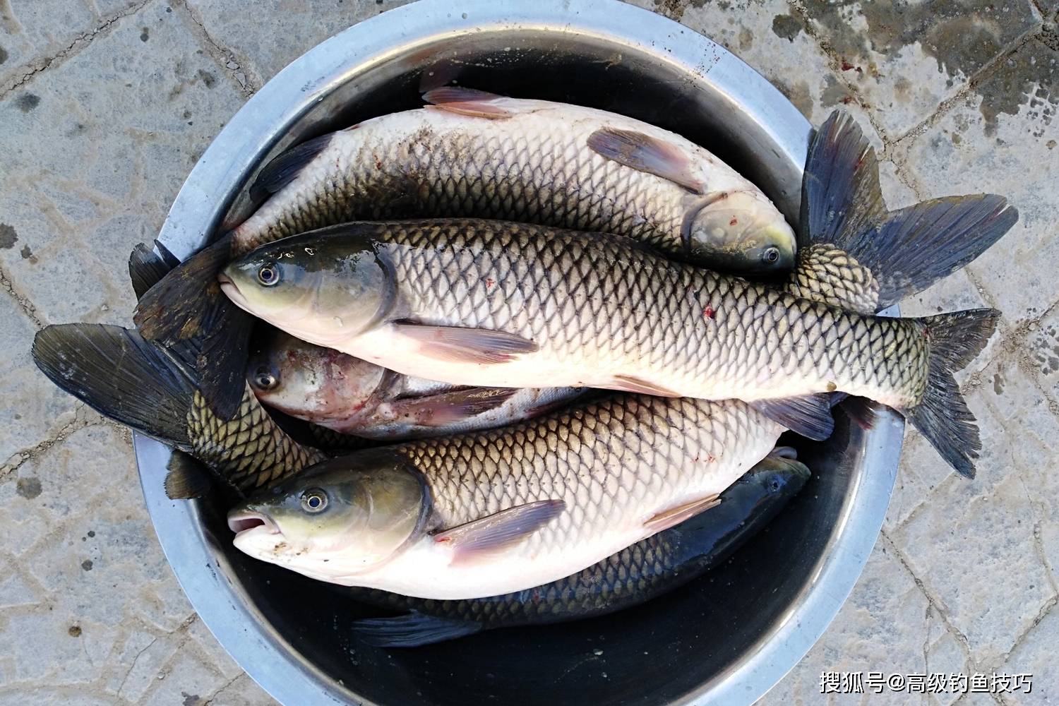 原創晚春最適合釣草魚如何選釣位用什麼魚餌晚春釣草魚的技巧