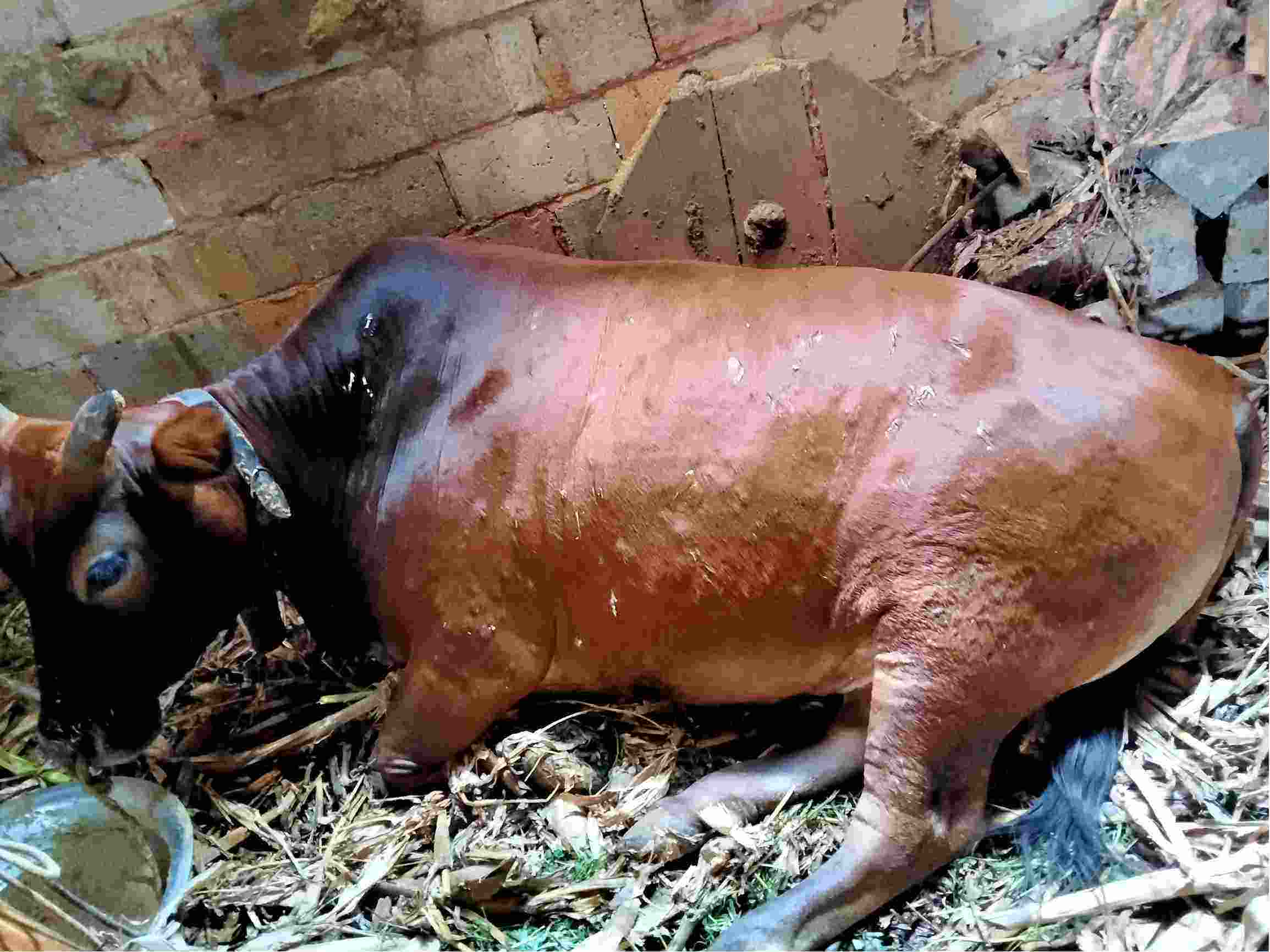 牛结节病怎么办_高发期_治疗_养殖户