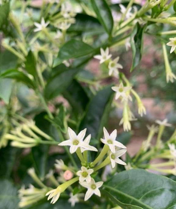 这5种别致的花 晚上才开 煮好宵夜守着看 开花 花朵 夜来香