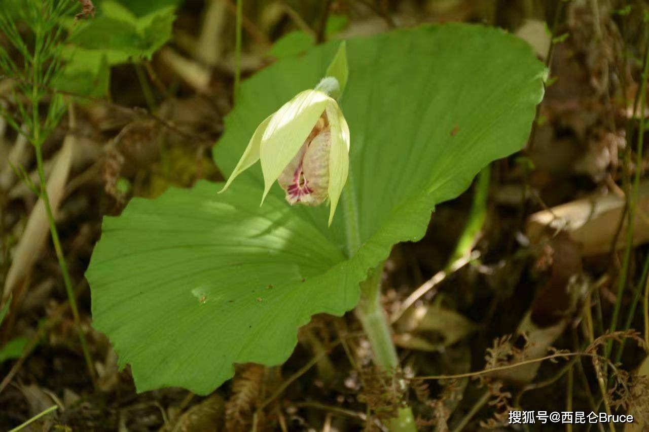 陕西要火了 太白县拍到 女神之花 扇脉杓兰 野生种群极其罕见 兰花 植物 自然保护区