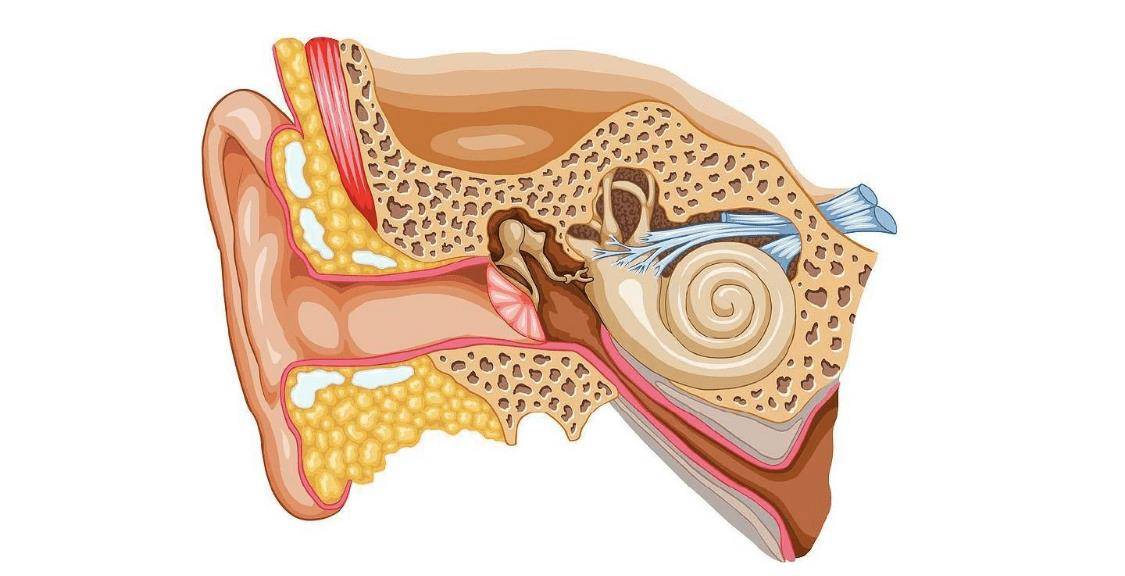 耳石症最直接的原因是耳石从耳石膜上脱落进入内耳导致的,使半规管
