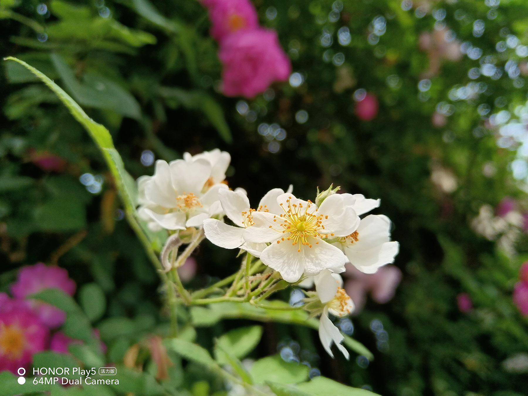 千元机里的拍照“显微镜”:荣耀play5活力版评测