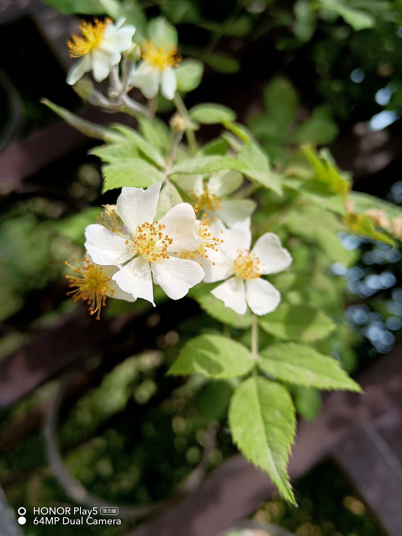 千元机里的拍照“显微镜”:荣耀play5活力版评测