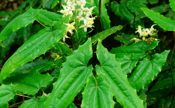 原创淫羊藿是怎样一种植物因名字被人误解价值却不低认识不吃亏