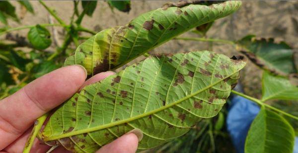 核桃黑斑病很常见,核桃黑斑病有什么防治的办法吗?_果实_时候_湿度