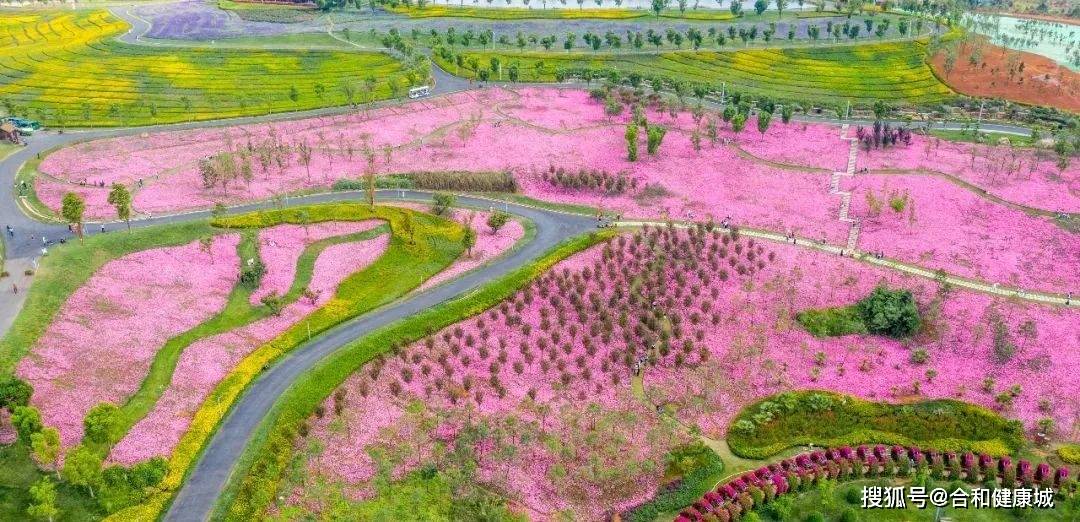 云南名气最小的花城,整个城市被花包围着,2000亩的玫瑰花海超级出片