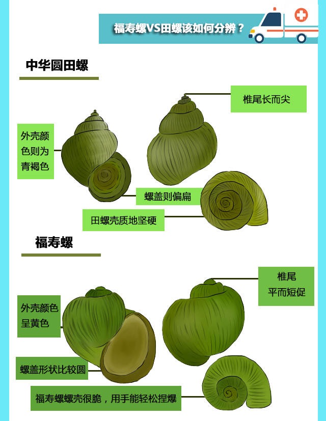 原创你在享受嘬田螺之前是否想过或许是致命的福寿螺一图教你辨别