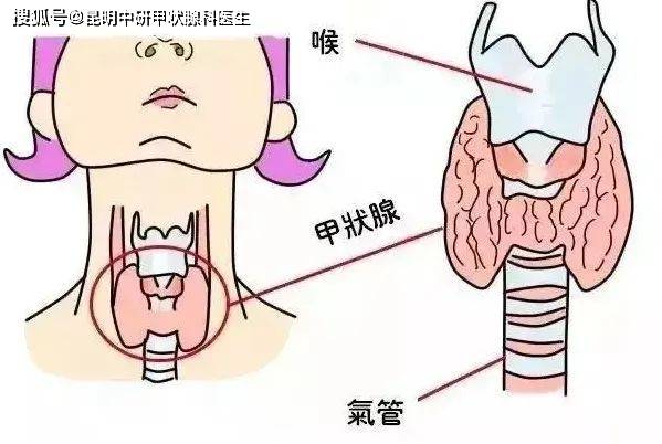 甲亢、甲减……怎么办？甲状腺功能检验报告单，一表读懂！