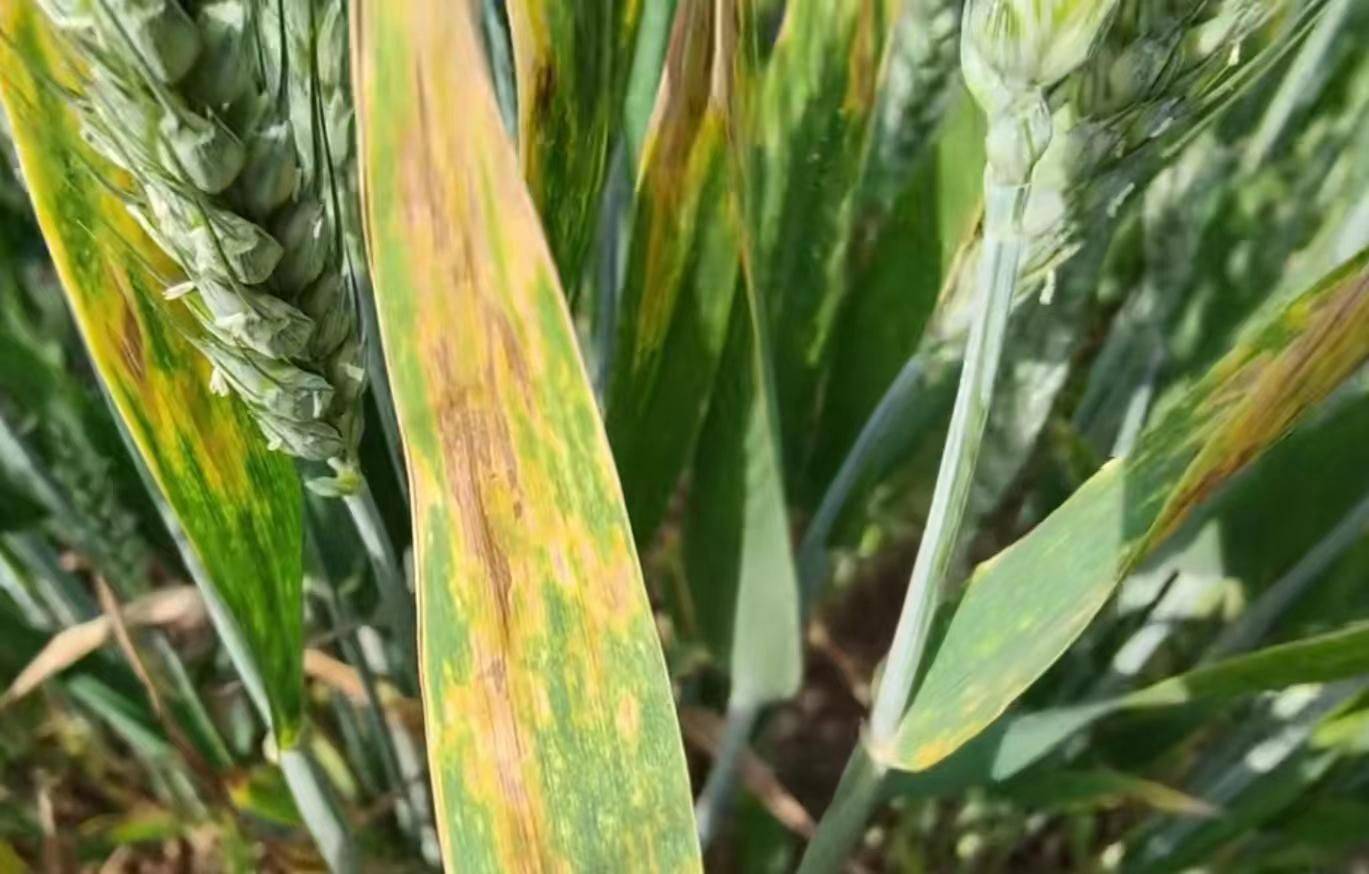 对于小麦叶枯病的防治,建议大家结合着"一喷三防"来处理,推荐大家每亩