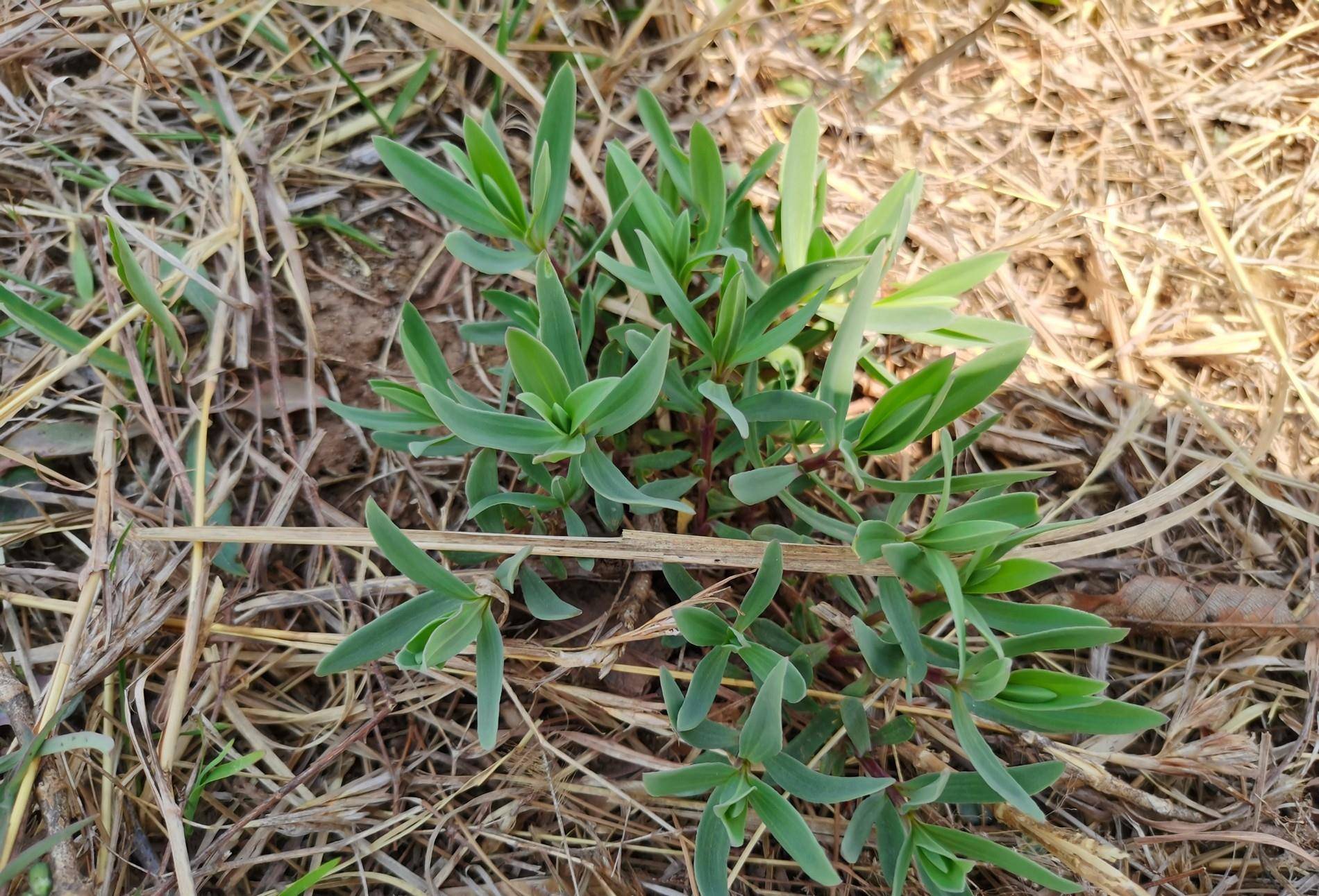 原创组图在海阳乡村拍到一大片山苜楂学名长蕊石头花