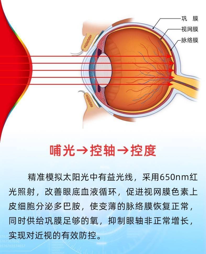 角膜反射弧图片