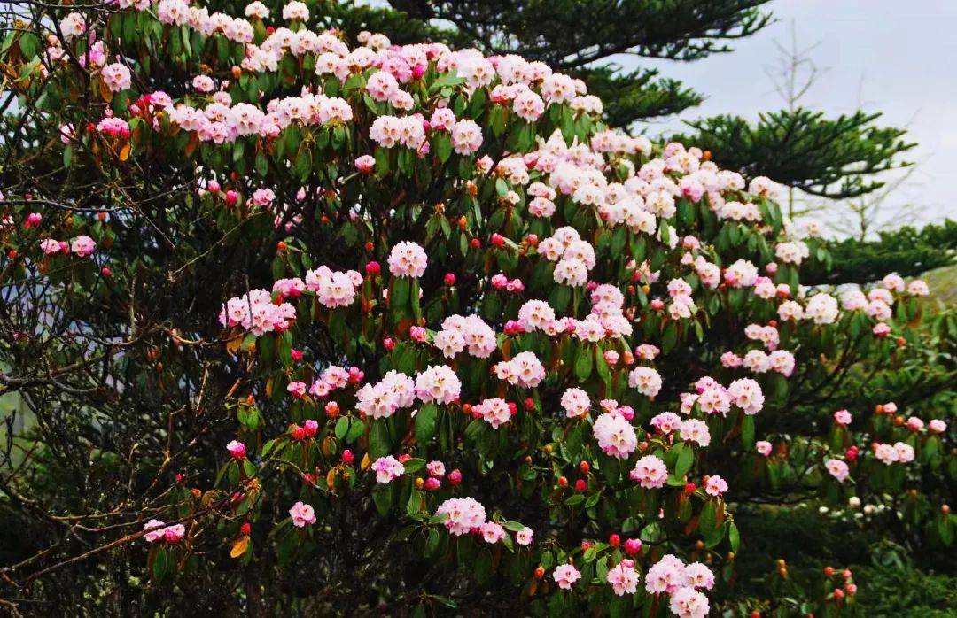 杜鹃花开宁蒗青龙海最是人间美景五月来