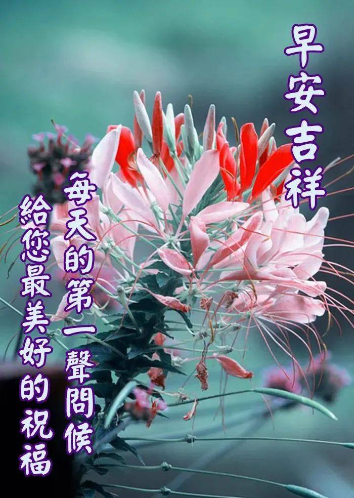 早上好鲜花美景图片图片