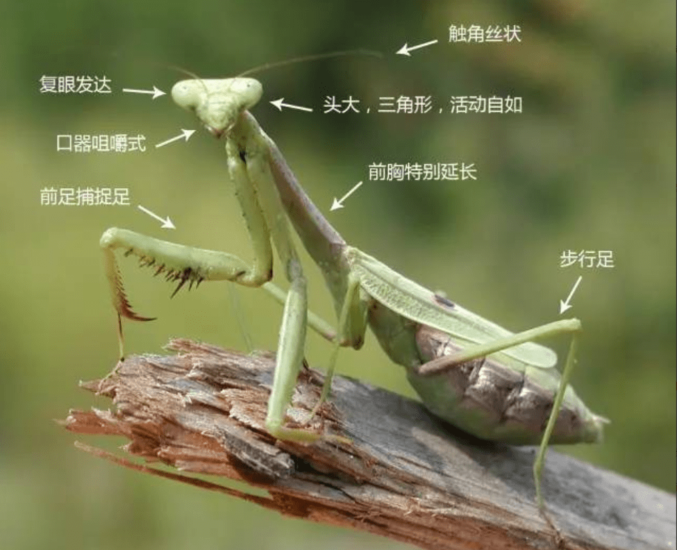 螳螂的身体构造图片