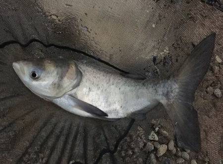 咱們把握以下三個基本技巧夏季釣鰱鱅也不難