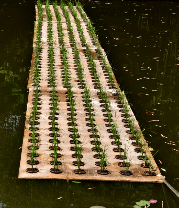 丹棱竟然有渔塘试种浮稻