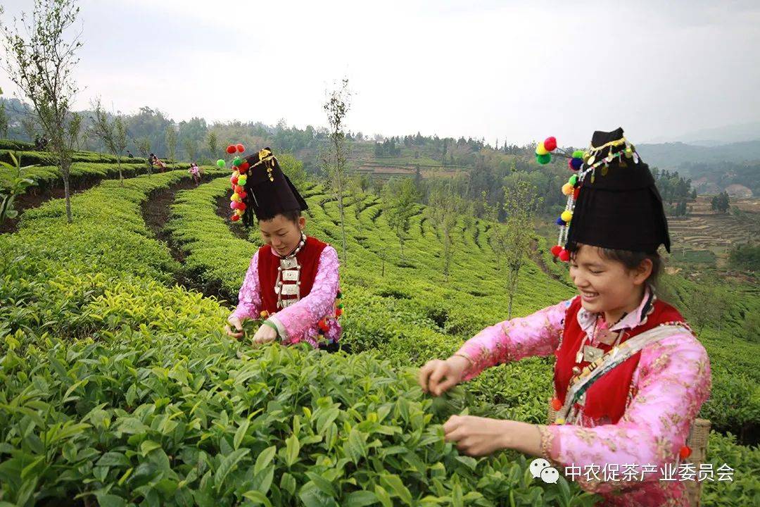 2022全國茶旅精品線路候選線路欣賞騰衝高黎貢山茶旅走廊