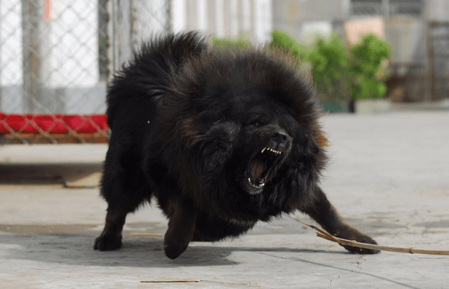 狗界最凶猛的七大恶犬,凶到没朋友,藏獒无缘第一?