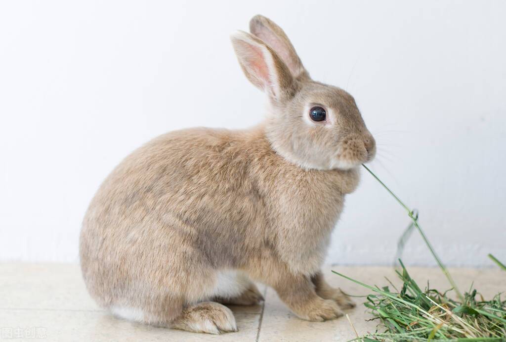 宠物医生兔子不排便肚子鼓鼓的疑似胃胀气怎么回事