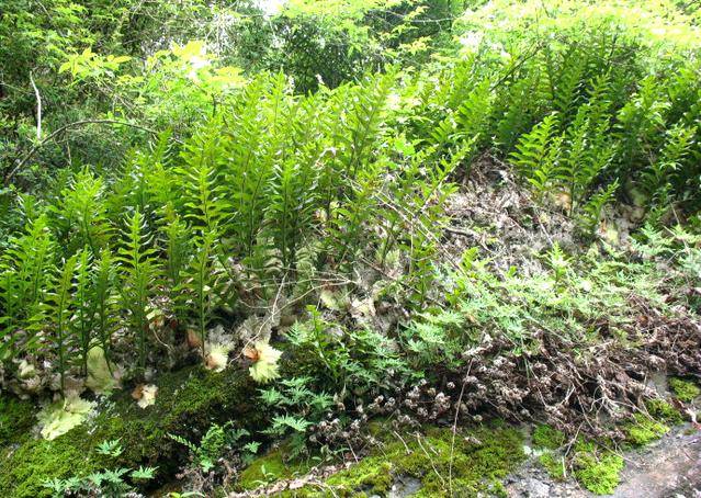 原创农村树上石头上的植物人称毛姜治筋骨疼痛您家山上有吗