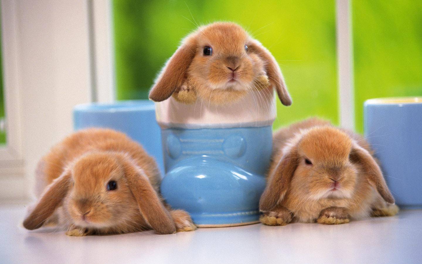 养兔课堂纯牛奶能喂刚出生的兔子吗