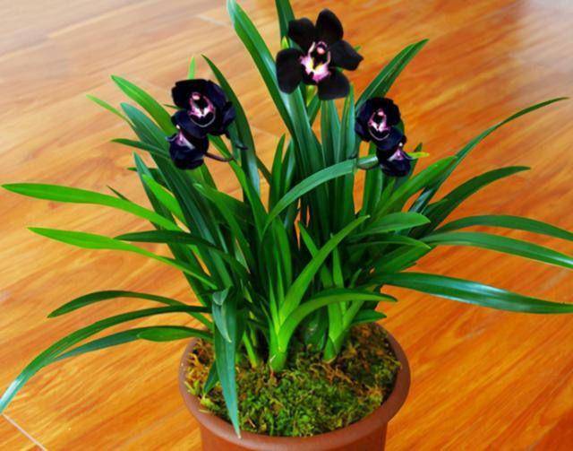 墨兰"黑雪姬",花色罕见,黑杆黑花,大花香浓,适合新手养护_兰花_种植