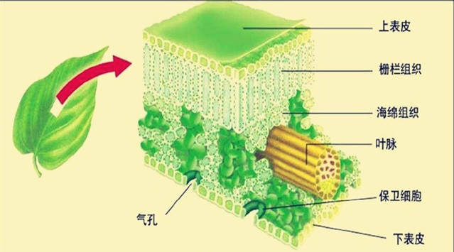 叶片越大,树干部位的传导阻力会相对增大,自然会限制组织液的输送