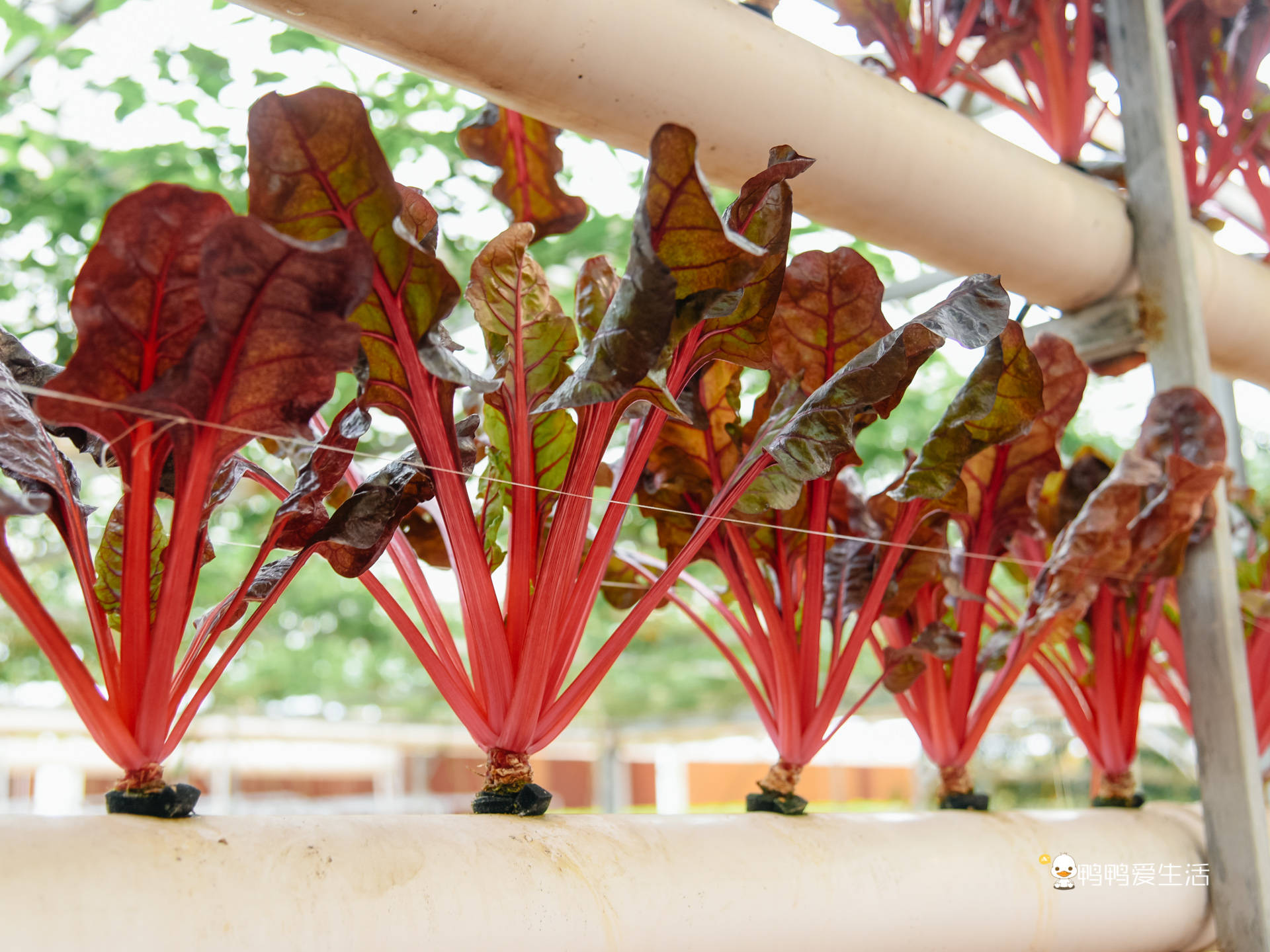 东南花都还有个现代农业馆,这里也是个研学基地.