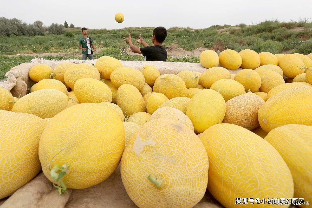 这种瓜是国家地理标志产品 铁的含量比牛奶高17倍 香甜营养丰富 哈密瓜 泰羊 妈妈