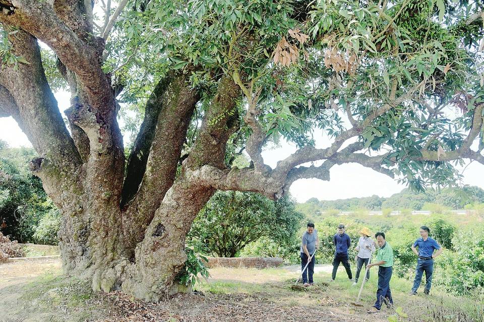 高州市分界镇南山古荔园多人齐心协力守护古树