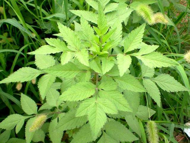 原创一种植物野草人称豆渣草种子很烦人茎叶好吃是中药材