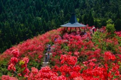 浪漫旅行从丹寨杜鹃花节开始