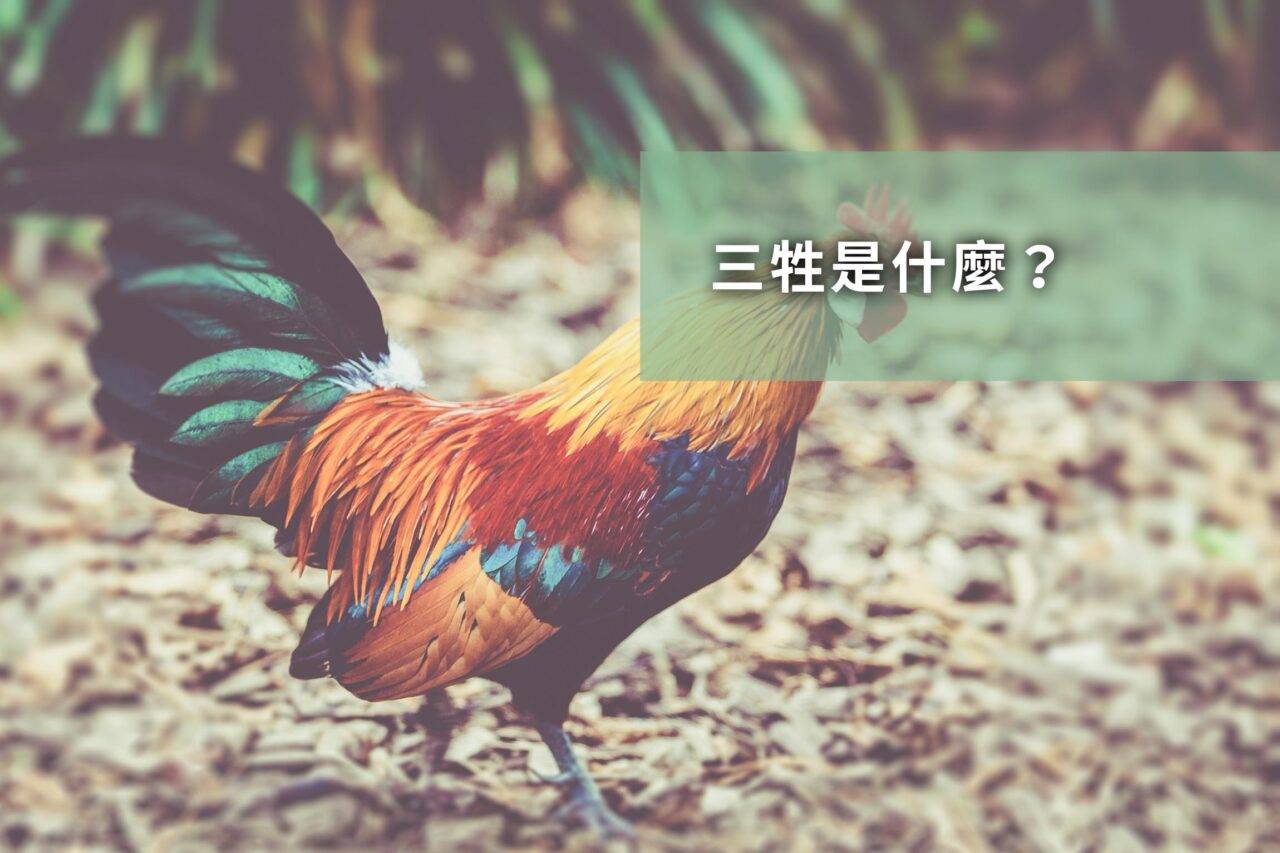 祭拜时三牲跟五牲还有什么摆法?十二碗如何准备!_神明_祭祀_祖先