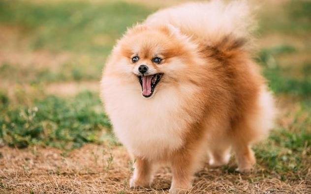 6月中旬运势转旺,"大金狗"喜事一大堆,事业大_属狗_抓住机会_财富