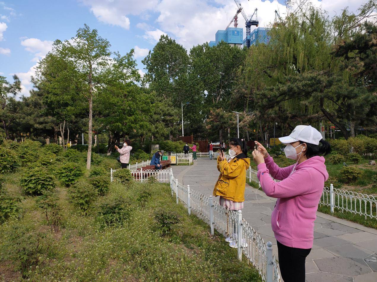 又见牡丹花开！长春市牡丹园邀你共赏初夏第一抹国色天香