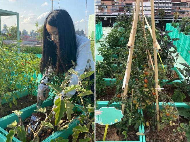 屋顶农场成新潮流每户租1㎡种菜果蔬不断