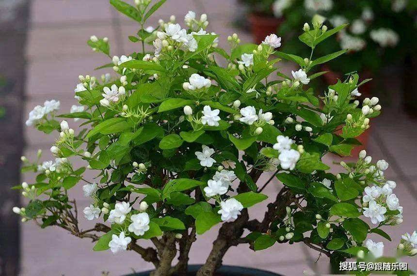 茉莉花夏天不开花 做好三件事 花一茬接一茬 整个夏天都有花看 修剪 养分 长势