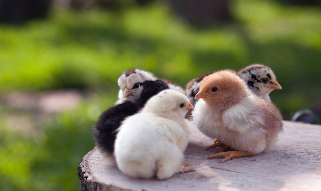 今日生肖运程 鸡狗猪_事业_爱情_感情
