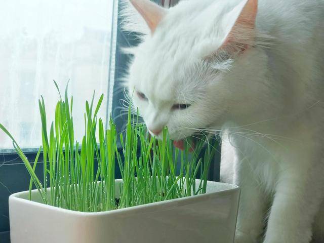 猫草是什么草？测试猫咪对猫草的痴迷程度，这个反应我没料到