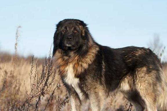 高加索犬寿命图片