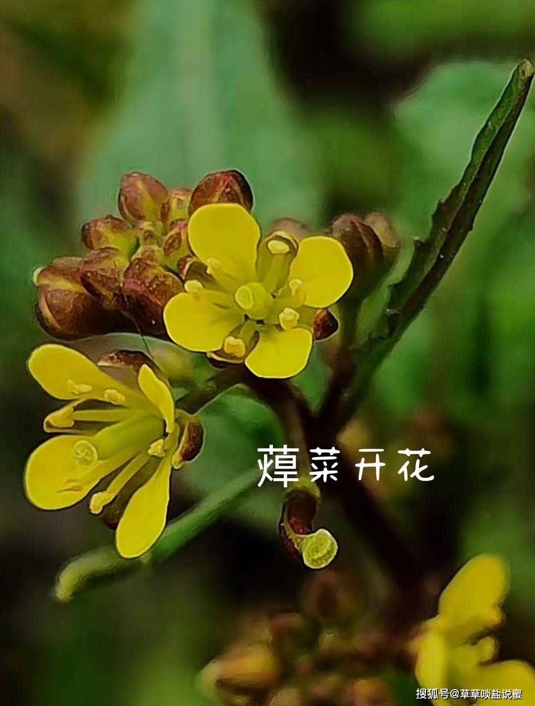 宋朝很火的蔊菜真的辣吗?何为考亭蔊?怎么做才好吃?