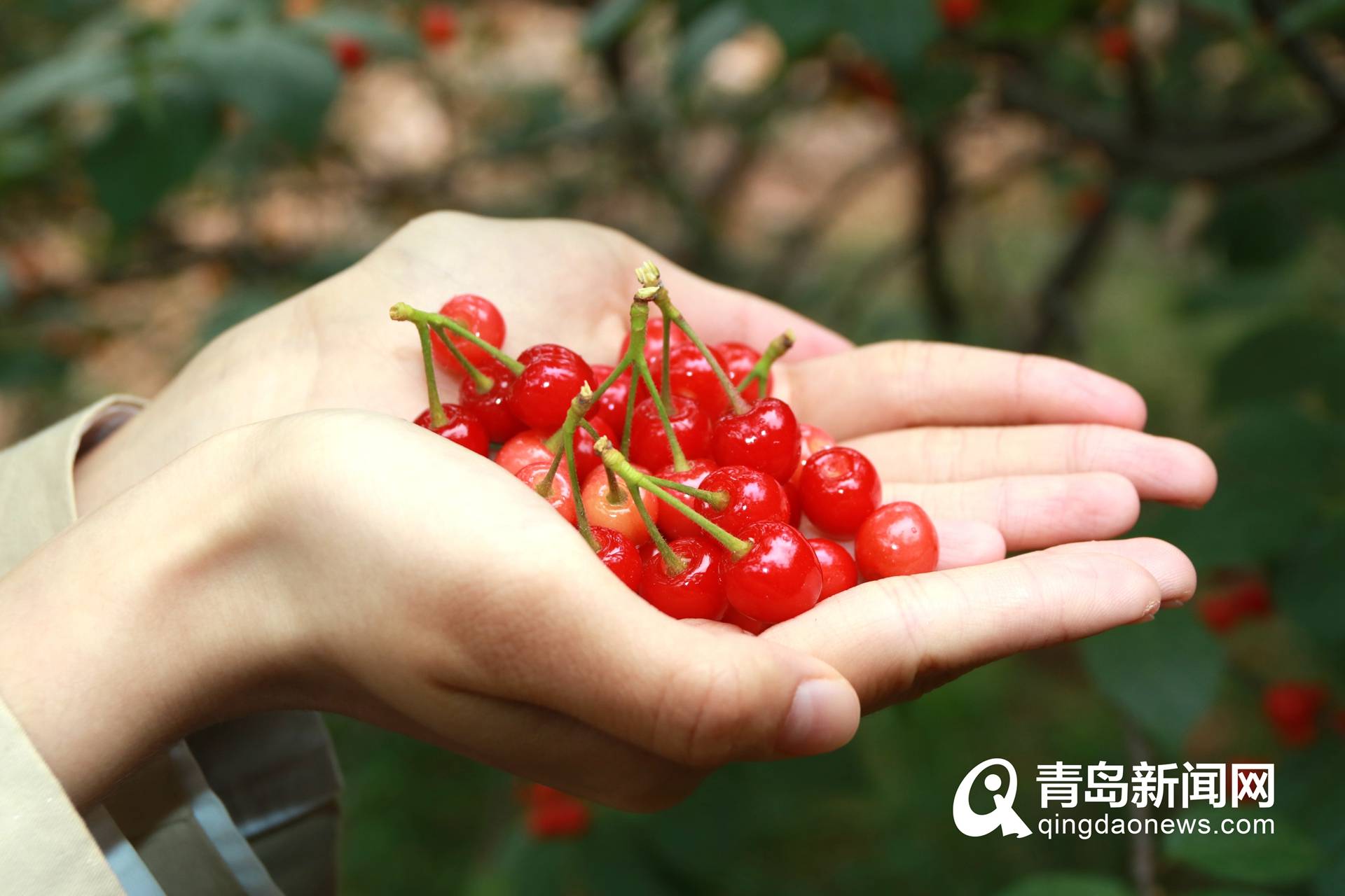 4000亩红樱桃迎丰收2022青岛山色峪樱桃山会今日开幕