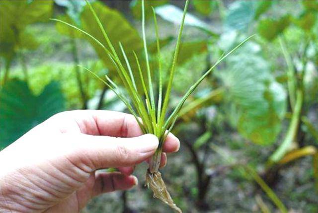 原创这种既像葱又像韭菜的野草你还在拔它煎鸡蛋吃吗它是保护植物