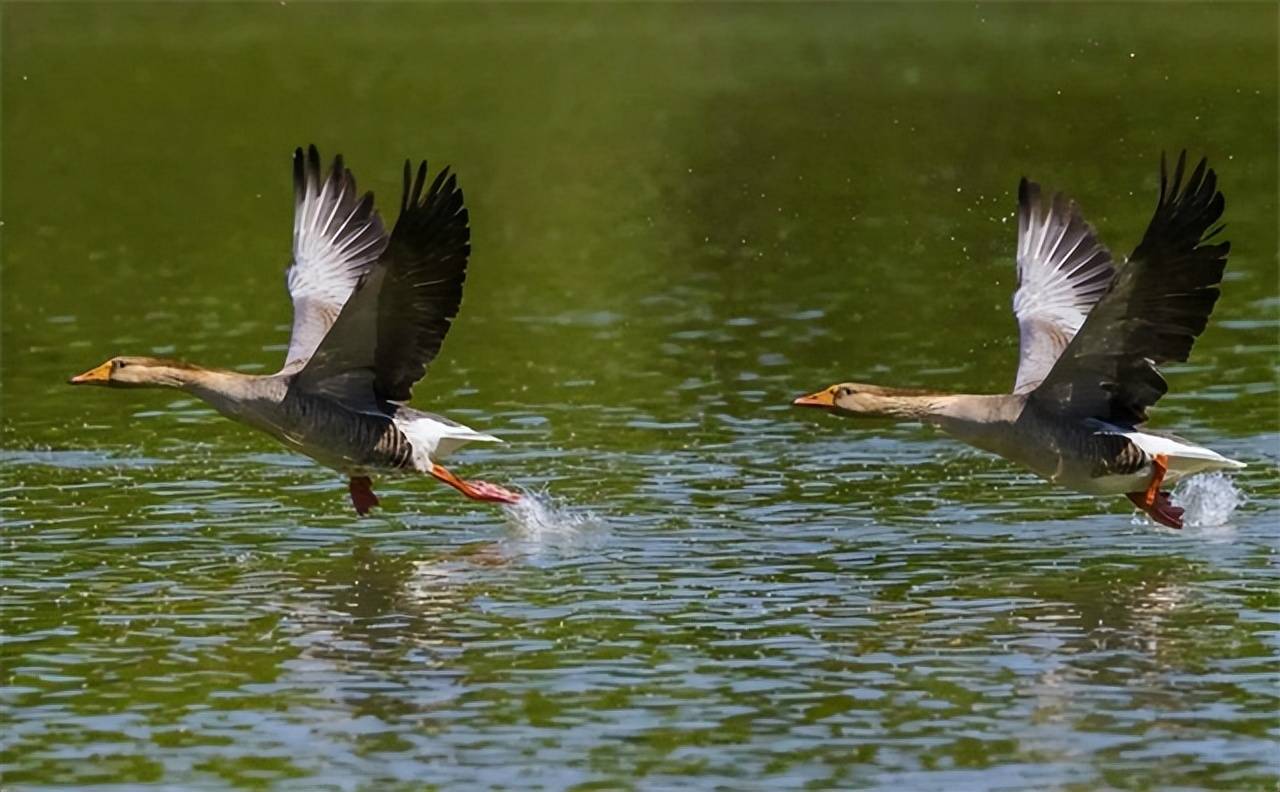 16岁少年见一对大雁殉情而死落笔成文写下无人超越的千古名篇