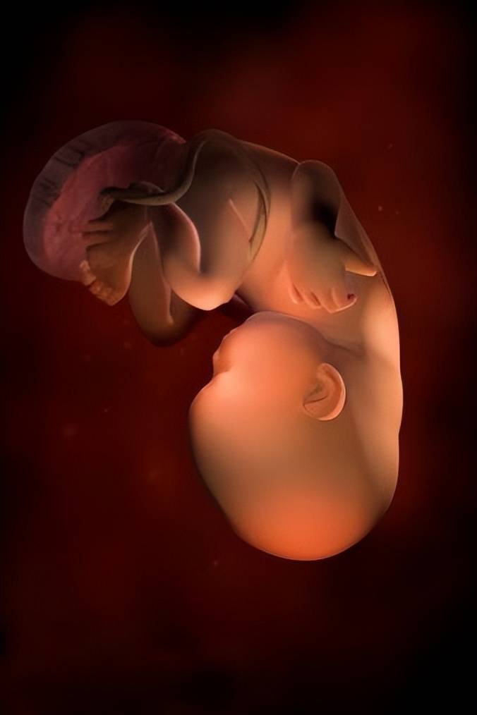怀孕140周胎儿发育过程彩色3d图