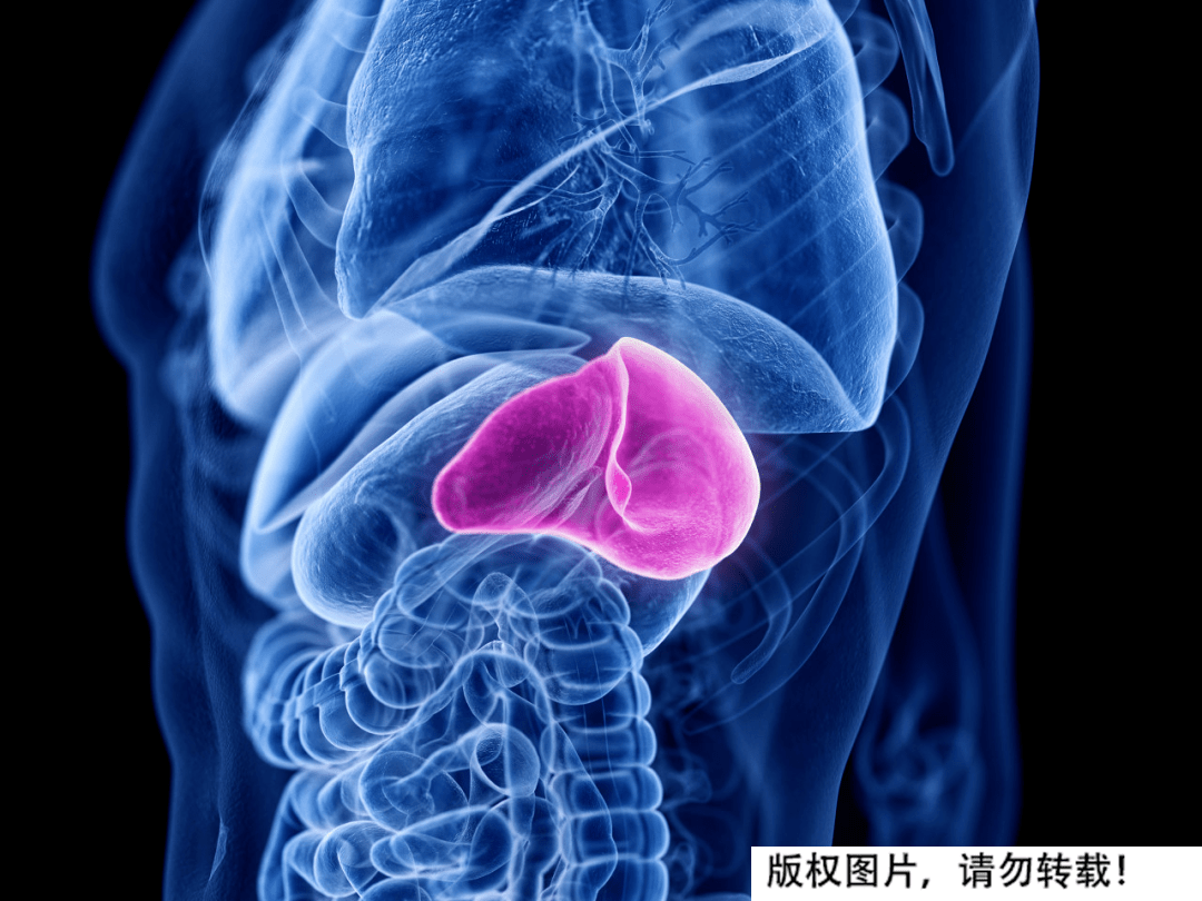 在左上腹可以摸到肿大的脾脏,有些巨脾能够直接垂入盆腔,会有局部的