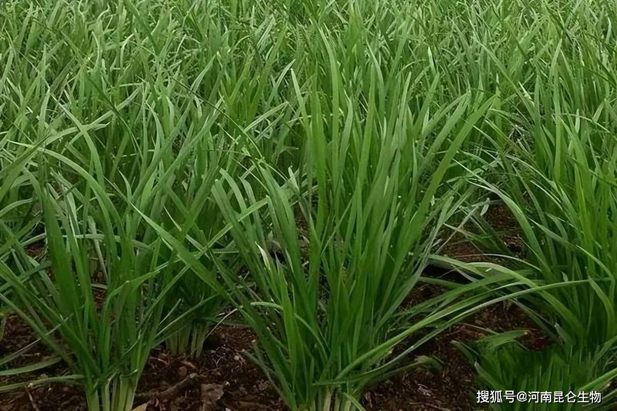 韭菜根結線蟲病怎麼辦?有專用藥肥嗎_根系_種植_蔬菜